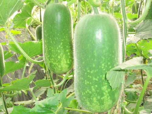 吃瓜天堂今日吃瓜热门大瓜视频,吃瓜天堂大瓜视频盘点，揭秘娱乐圈最新热点