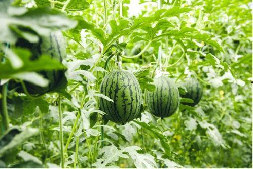 潍坊昌邑吃瓜爆料,吃瓜群众爆料，揭秘当地热点事件